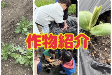 育てている作物紹介